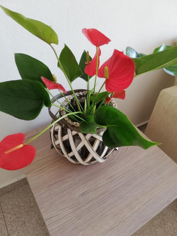 Paralía Denis Studios And Apartments מראה חיצוני תמונה